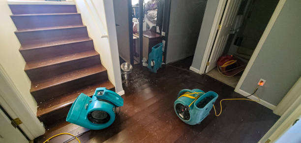 Best Water damage cleanup near me  in Carrollton, IL